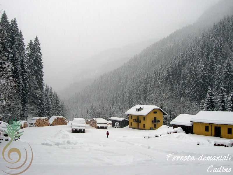 Foresta Demaniale di Cadino