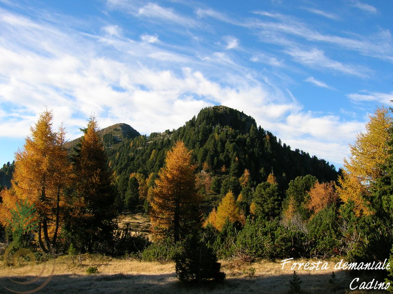 Monte Brustolon e Cimon del Tres dal Campivel