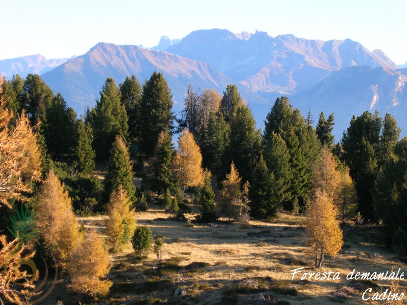 Foresta Demaniale di Cadino