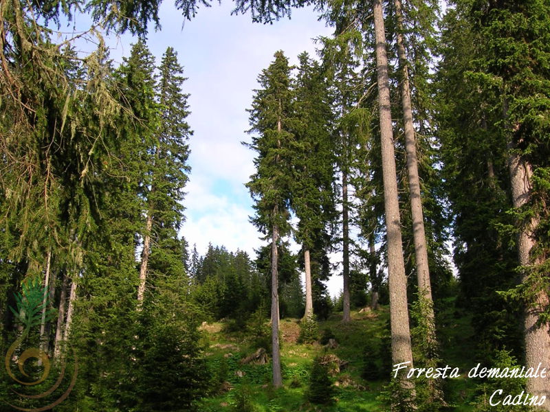 Foresta Demaniale di Cadino