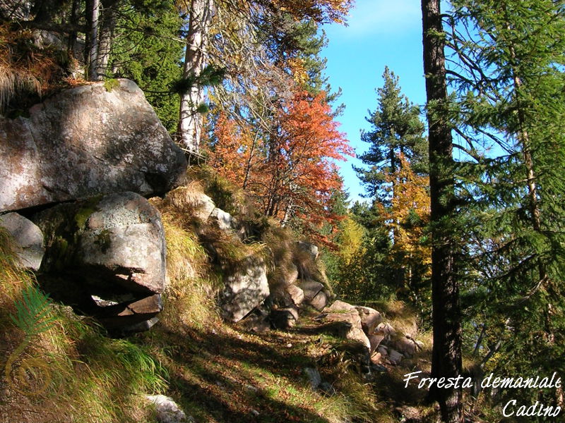 Foresta Demaniale di Cadino