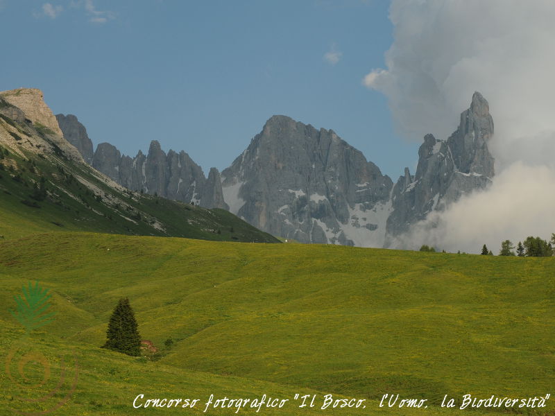 Concorso fotografico "Il Bosco, l'Uomo, la Biodiversit"