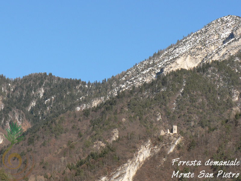 Foresta demaniale di Monte San Pietro