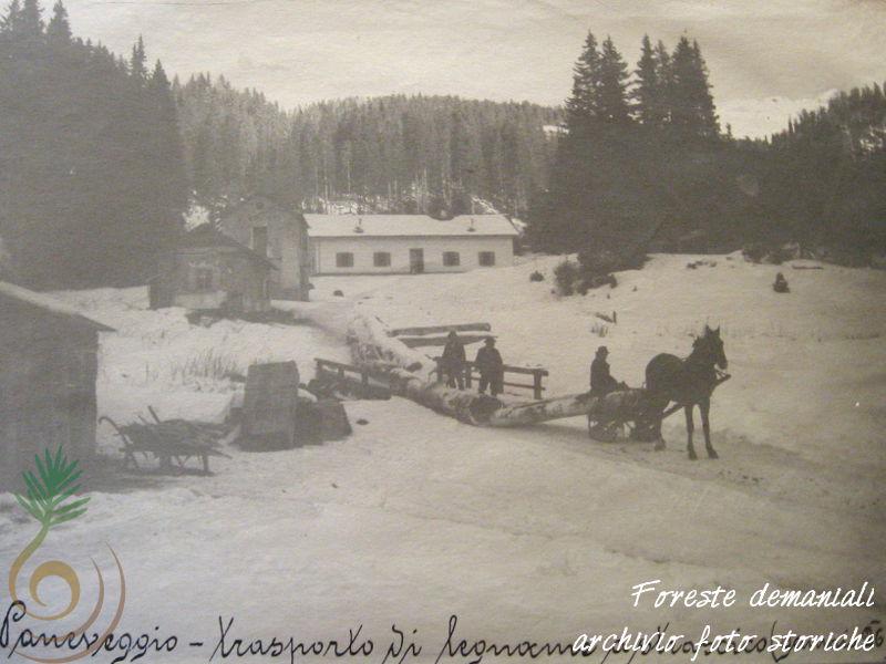 Paneveggio, trasporto di legname a strascico (gennaio 1926)
