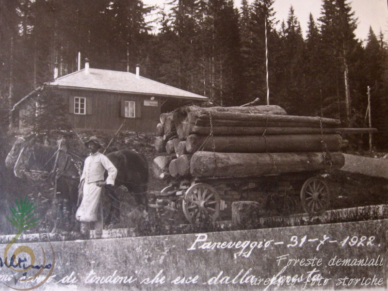 Paneveggio, trasporto di legname (luglio 1922)