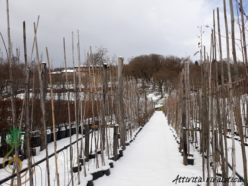 Attivit vivaistica: vivaio del Casteler (inverno)