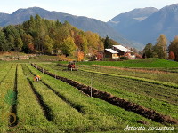 Attivit vivaistica: trapianti al vivaio San Giorgio (Borgo Valsugana)