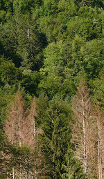 Immagine tratta dal sito "forestefauna.provincia.tn.it"